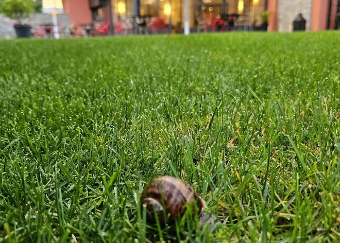 Cuserina Cannobio